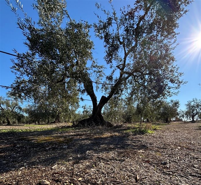 Adotta un Ulivo con Oro Evo: Sostieni la Tradizione Pugliese e Regalati un Pezzo di Territorio